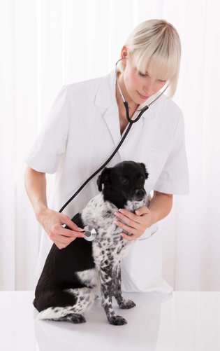 Även ditt husdjur kan bli sjuk av fästingbett.